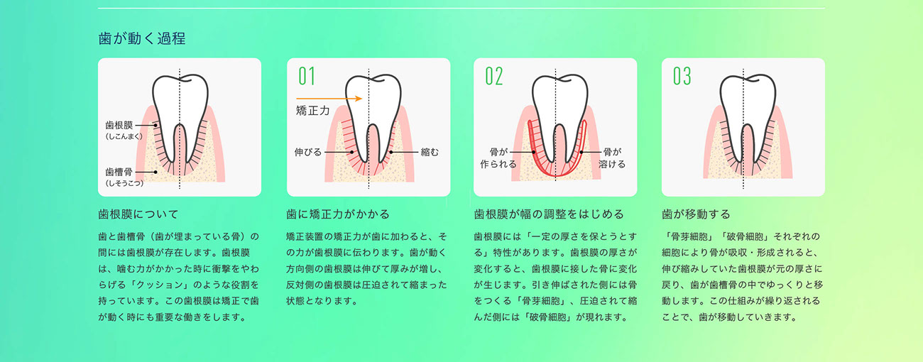 歯が動く過程