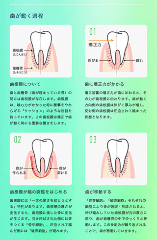 歯が動く過程